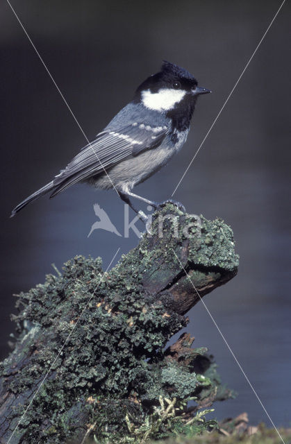 Zwarte Mees (Parus ater)