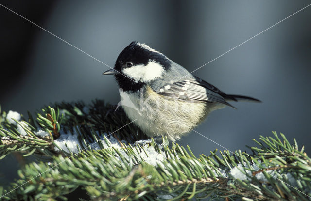 Zwarte Mees (Parus ater)