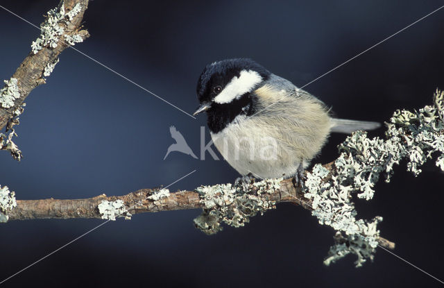 Zwarte Mees (Parus ater)