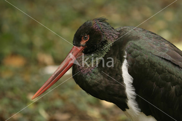 Black Stork (Ciconia nigra)