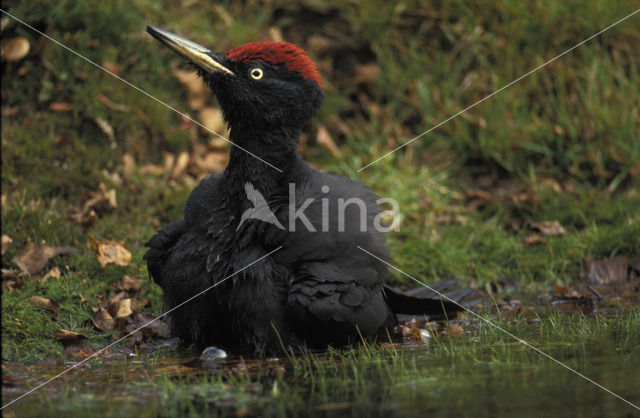 Black Woodpecker (Dryocopus martius)