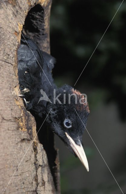 Black Woodpecker (Dryocopus martius)