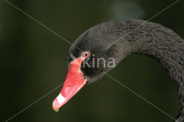 Zwarte Zwaan (Cygnus atratus)