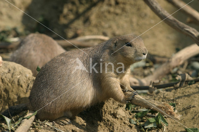 Black-tailed Prairie Dog (Cynomys ludovicianus)