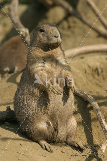 Zwartstaartprairiehond (Cynomys ludovicianus)