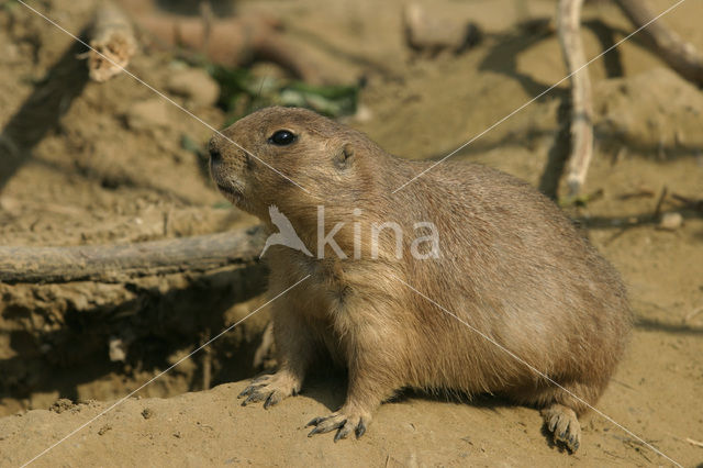 Zwartstaartprairiehond (Cynomys ludovicianus)