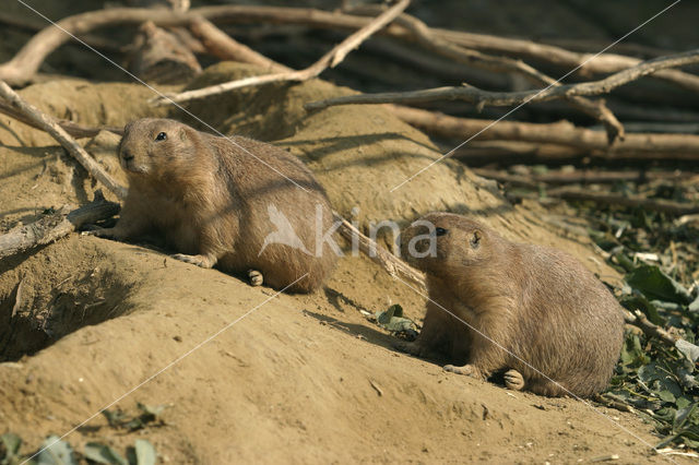 Zwartstaartprairiehond (Cynomys ludovicianus)