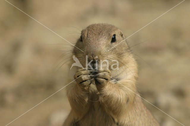 Zwartstaartprairiehond (Cynomys ludovicianus)