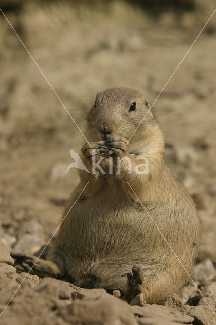 Zwartstaartprairiehond (Cynomys ludovicianus)