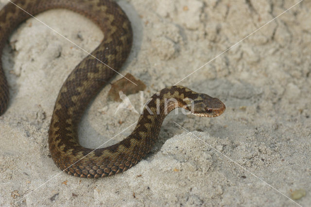 Common Viper (Vipera berus)