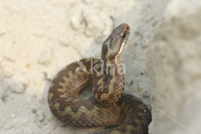 Common Viper (Vipera berus)