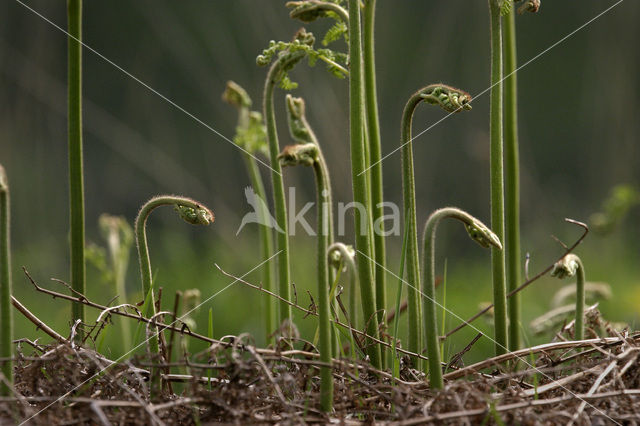 Adelaarsvaren (Pteridium aquilinum)