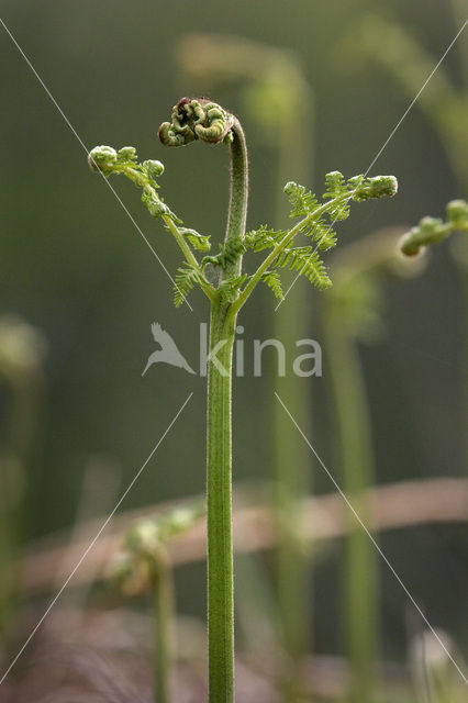 Adelaarsvaren (Pteridium aquilinum)