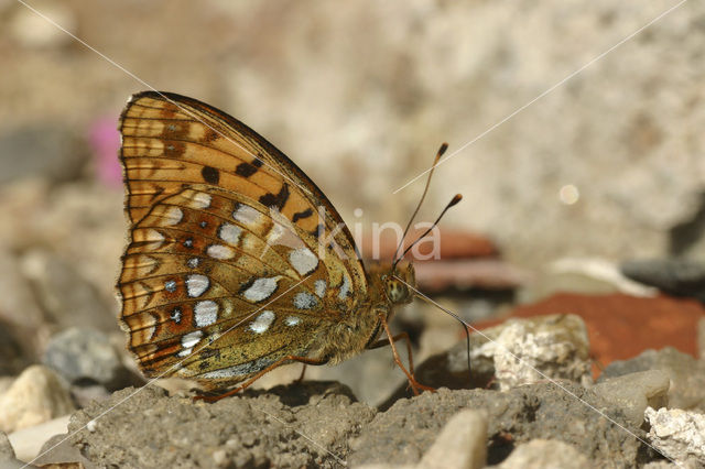 High Brown Fritillary (Argynnis adippe)