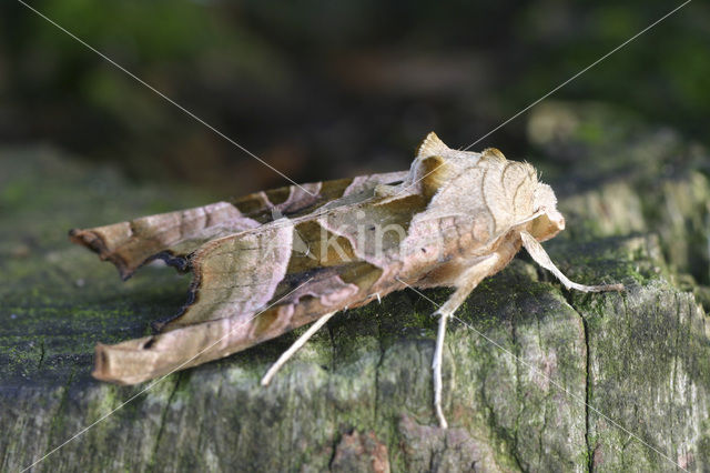 Agaatvlinder (Phlogophora meticulosa)