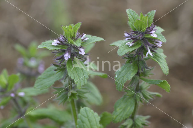 Akkerandoorn (Stachys arvensis)