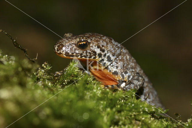 Alpine Newt (Ichthyosaura alpestris)