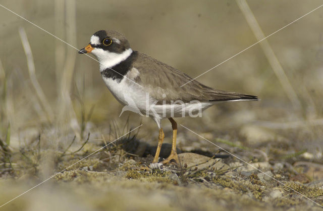 Amerikaanse Bontbekplevier (Charadrius semipalmatus)