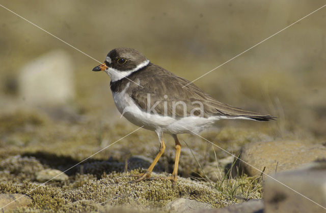 Amerikaanse Bontbekplevier (Charadrius semipalmatus)