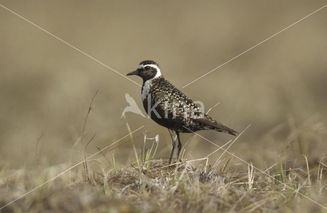 Amerikaanse Goudplevier (Pluvialis dominica)