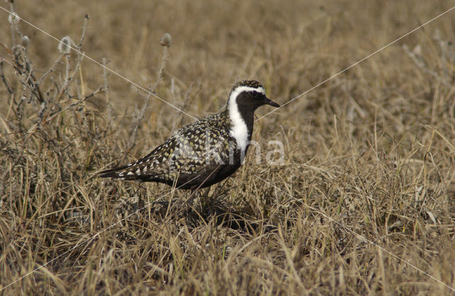 Amerikaanse Goudplevier (Pluvialis dominica)