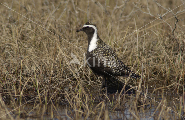 Amerikaanse Goudplevier (Pluvialis dominica)