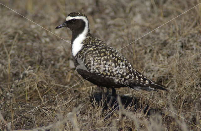 Amerikaanse Goudplevier (Pluvialis dominica)