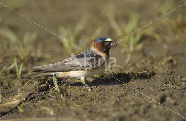 Amerikaanse Klifzwaluw (Petrochelidon pyrrhonota)