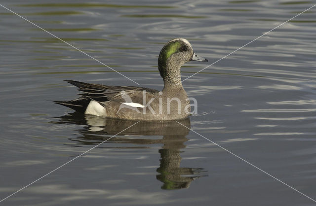 Amerikaanse Smient (Anas americana)