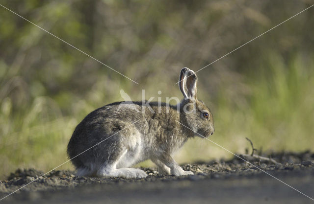 Amerikaanse Sneeuwhaas (Lepus americanus)