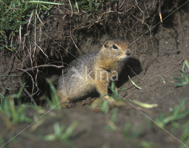 Arctic Ground Squirrel (Citellus parryi)