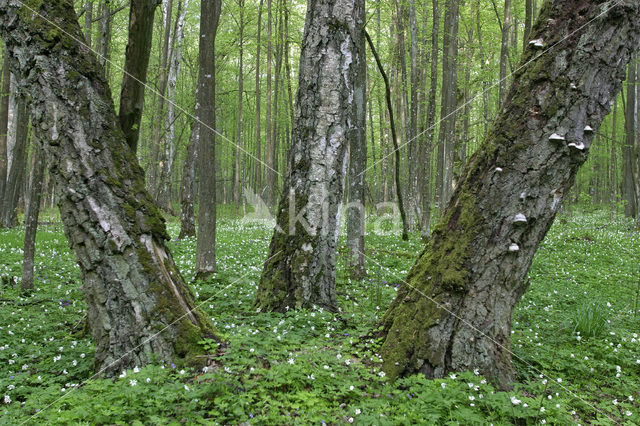 Berk (Betula)