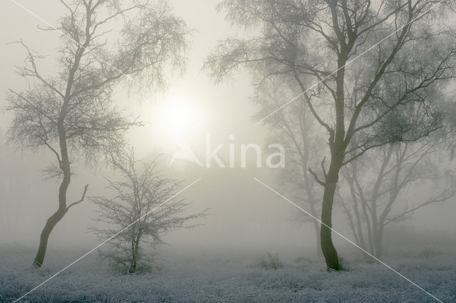 Birch (Betula)