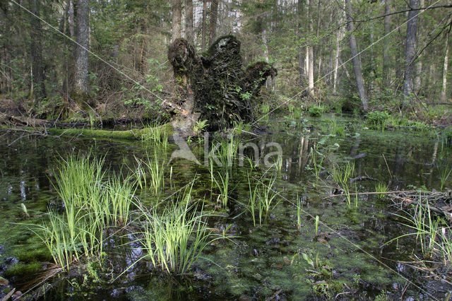 Bialowieza National Park