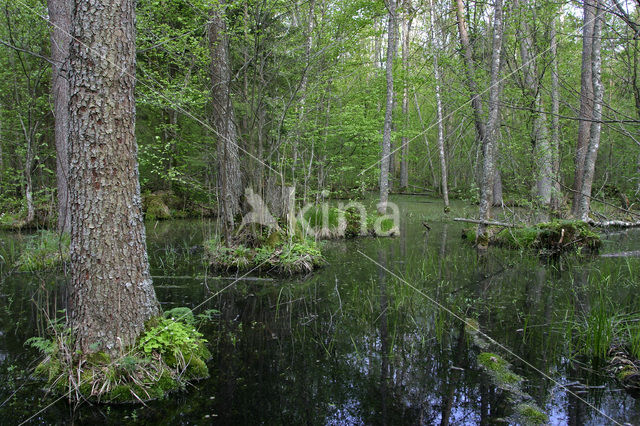 Bialowieza National Park