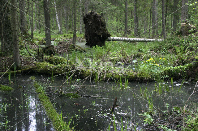 Bialowieza National Park