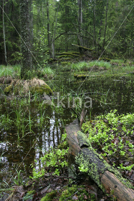 Bialowieza National Park