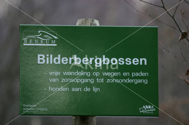 Bilderbergbossen