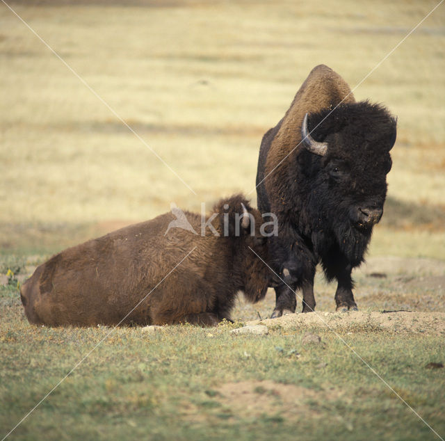 Buffalo (Bison bison)