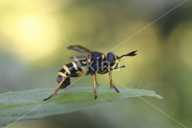 Blaaskopvlieg (Conops flavipes)