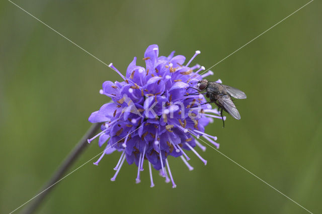 Devil’s-bit Scabious (Succisa pratensis)