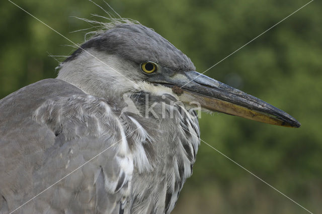 Grey Heron (Ardea cinerea)