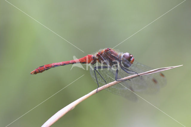 Bloedrode heidelibel (Sympetrum sanguineum)