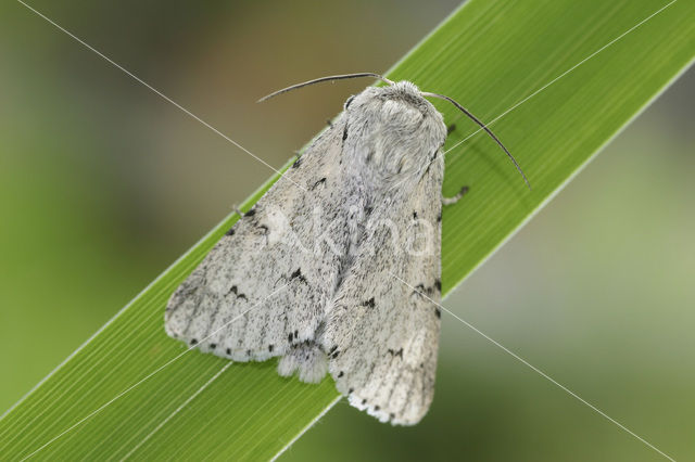 Bont schaapje (Acronicta aceris f. grisea)