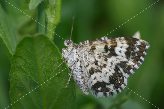 Bonte bandspanner (Epirrhoe tristata)