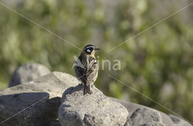 Bonte IJsgors (Calcarius pictus)
