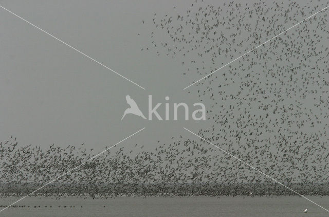 Bonte Strandloper (Calidris alpina)