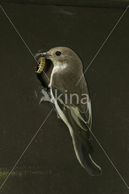 Bonte Vliegenvanger (Ficedula hypoleuca)