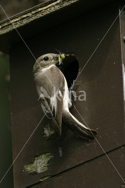 European Pied Flycatcher (Ficedula hypoleuca)
