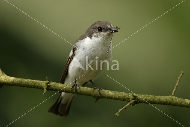 European Pied Flycatcher (Ficedula hypoleuca)